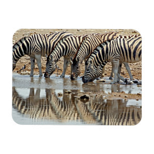 Magnet Flexible Afrique, Namibie, Etosha NP. Zèbre de Burchell
