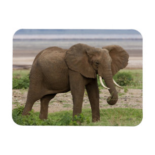 Magnet Flexible Afrique. Tanzanie. Éléphant au parc national du la