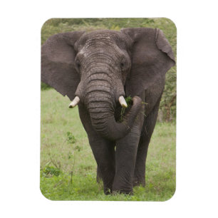 Magnet Flexible Afrique Tanzanie Éléphant dans le cratère de Ngoro