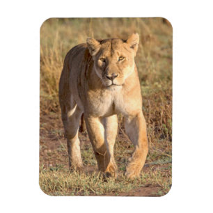 Magnet Flexible Afrique, Tanzanie, Serengeti. Lion et lionne
