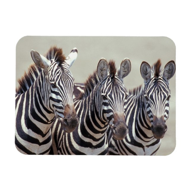 Magnet Flexible Afrique, Tanzanie, zèbres (Horizontal)