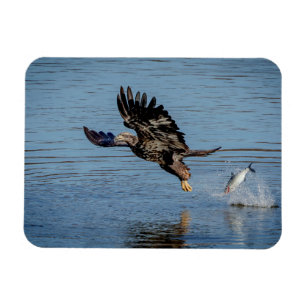 Magnet Flexible Aigle à tête blanche immature larguant un poisso