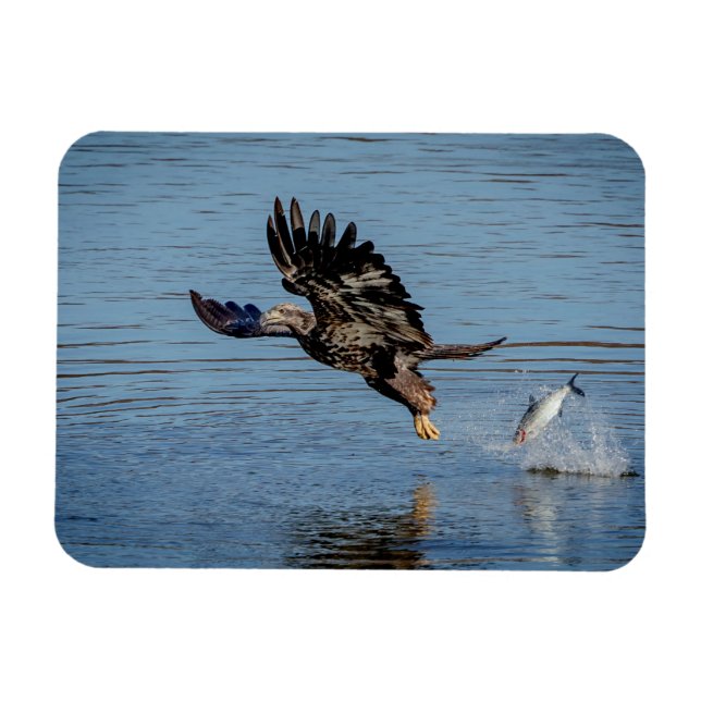 Magnet Flexible Aigle à tête blanche immature qui dépose un poisso (Horizontal)