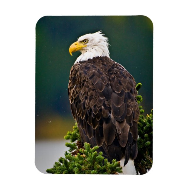 Magnet Flexible Aigle américain perché (Vertical)