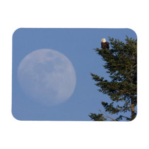 Magnet Flexible Aigle de Bald   Pleine lune montante