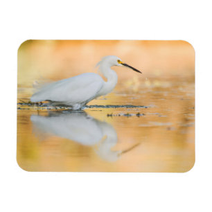 Magnet Flexible Aiguille lorsque le soleil se couche