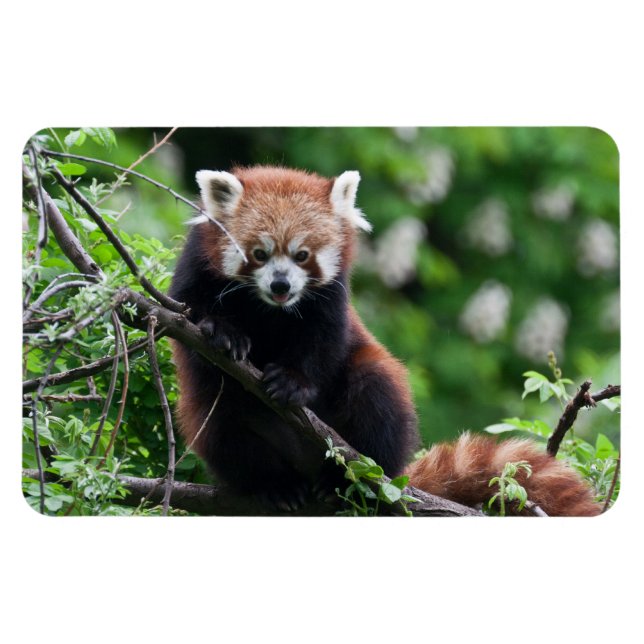Magnet Flexible Ailurus fulgens (Horizontal)