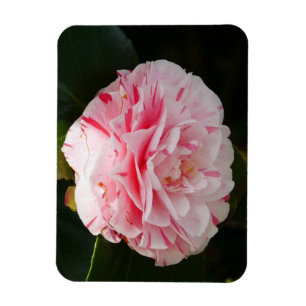 Magnet Flexible Aimant à fleur de Camellia rose et blanc