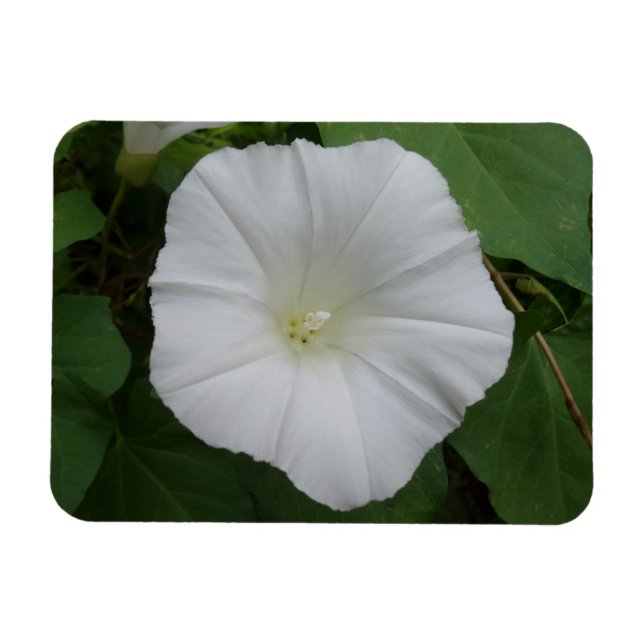 Magnet Flexible Aimant à fleurs blanches 3 po x 4 po (Horizontal)
