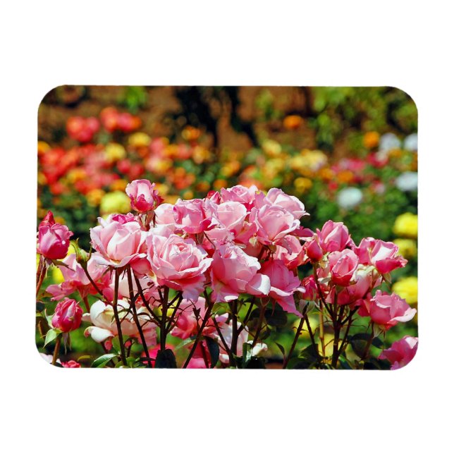 Magnet Flexible Aimant à imprimer avec des roses roses (Horizontal)