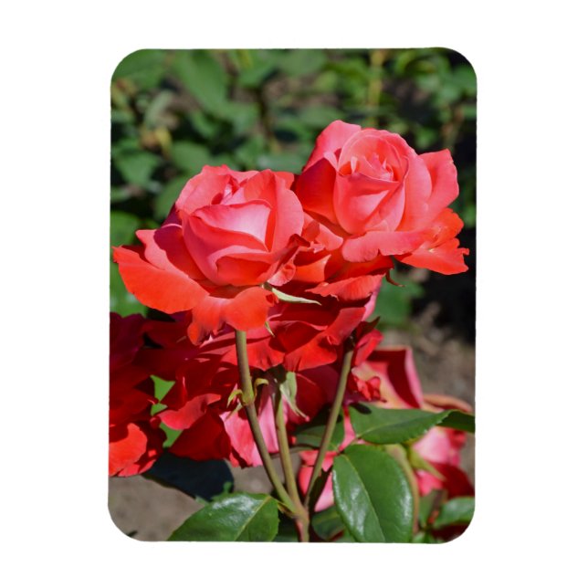 Magnet Flexible Aimant à imprimer des roses roses (Vertical)