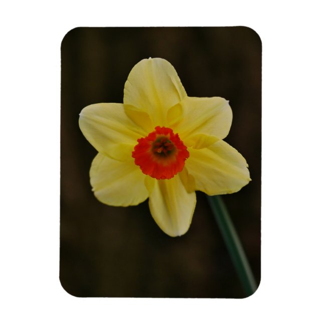 Magnet Flexible Aimant à jonquilles (Vertical)