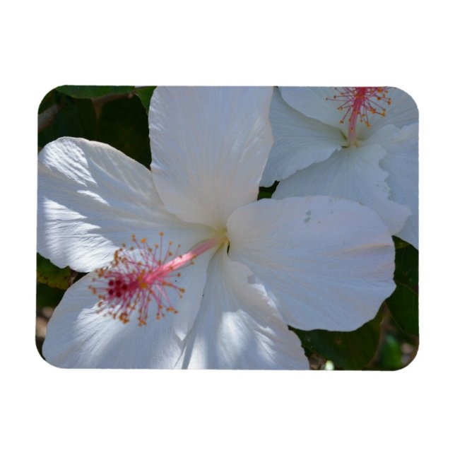 Magnet Flexible Aimant à parfum floral (Horizontal)