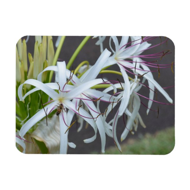 Magnet Flexible Aimant à parfum floral (Horizontal)