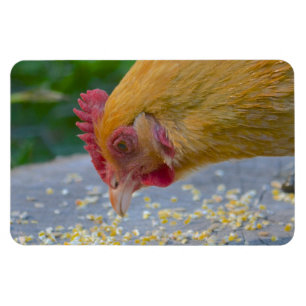 Magnet Flexible Aimant au poulet