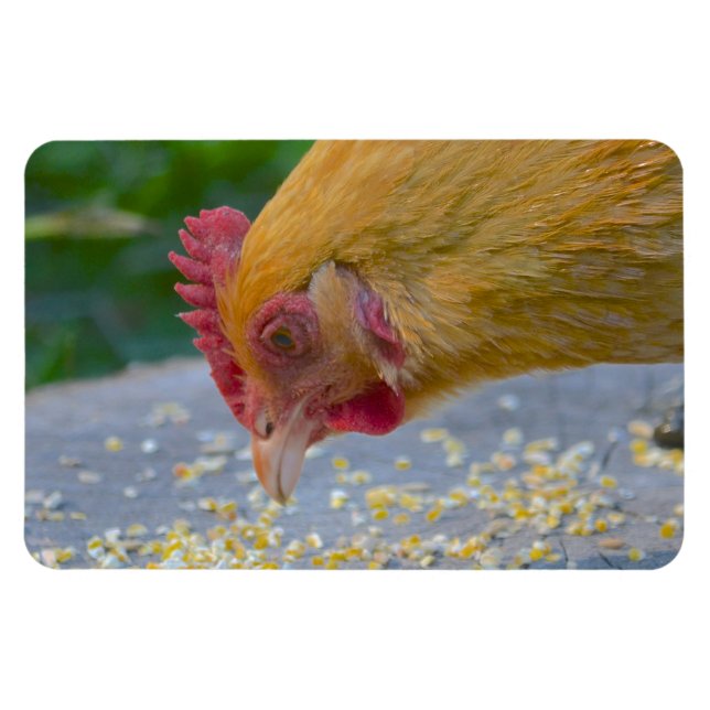 Magnet Flexible Aimant au poulet (Horizontal)
