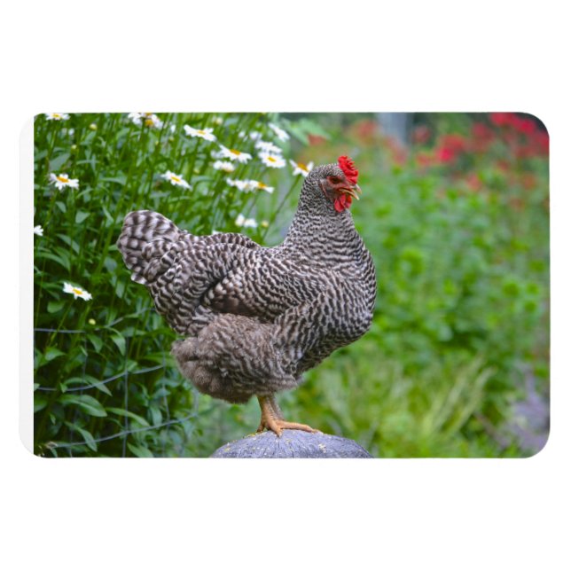 Magnet Flexible Aimant au poulet (Horizontal)