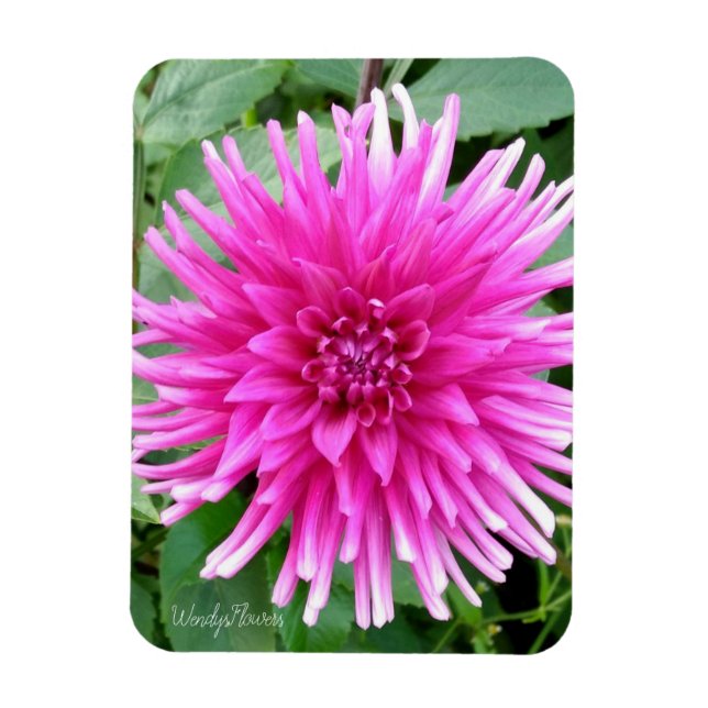 Magnet Flexible Aimant avec cactus rose dahlia avec pointes blanch (Vertical)