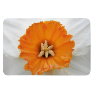 Magnet Flexible Aimant blanc de jonquille Premium