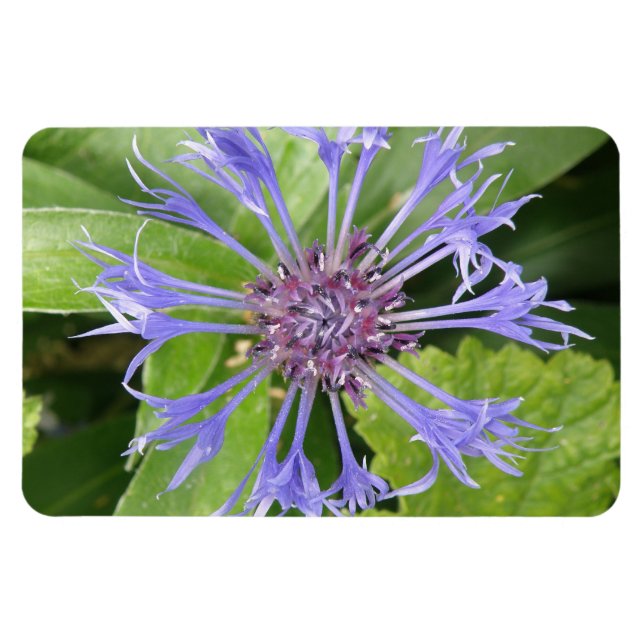 Magnet Flexible Aimant bleu Cornflower Premium (Horizontal)