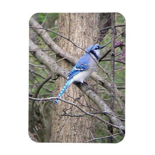 Magnet Flexible Aimant bleu Jay