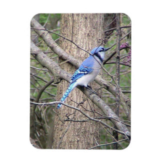 Magnet Flexible Aimant bleu Jay