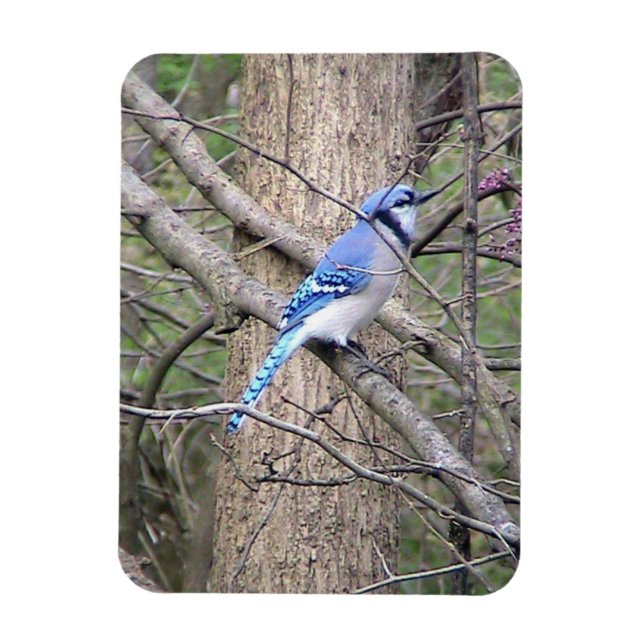 Magnet Flexible Aimant bleu Jay (Vertical)