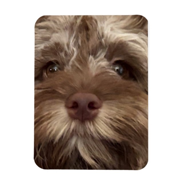 Magnet Flexible aimant "COCKAPOO" (Vertical)