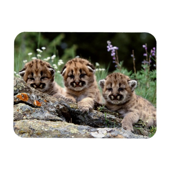 Magnet Flexible Aimant Cubes de cougar (Horizontal)