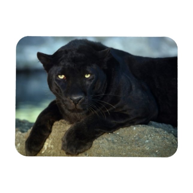 Magnet Flexible Aimant de chat noir (Horizontal)