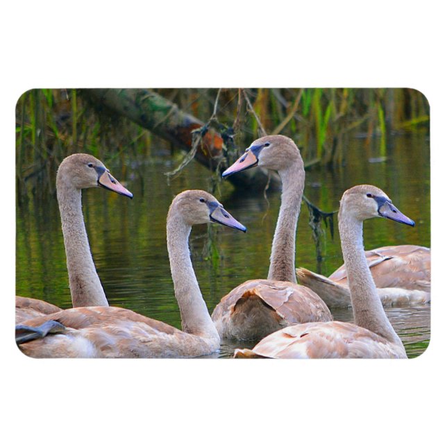 Magnet Flexible Aimant de cygne (Horizontal)