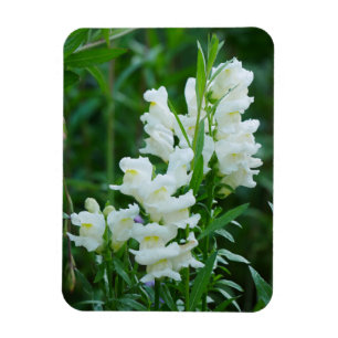 Magnet Flexible Aimant de Fleurs de Snapdragon Blanc