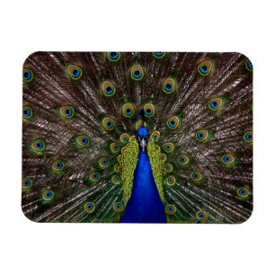 Magnet Flexible Aimant de paon fier