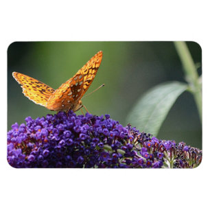 Magnet Flexible Aimant de papillon