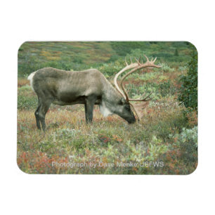 Magnet Flexible Aimant de pâturage de caribou Buck