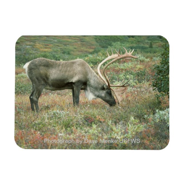 Magnet Flexible Aimant de pâturage de caribou Buck (Horizontal)