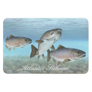 Magnet Flexible Aimant de peinture de saumon atlantique