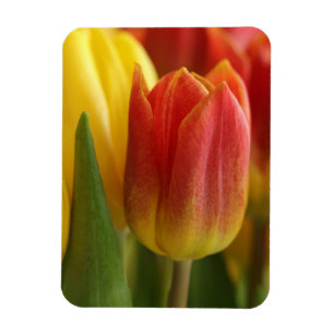 Magnet Flexible Aimant de photo de jardin de tulipes jaunes et rou
