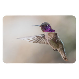 Magnet Flexible Aimant de photo du colibri de la côte grand