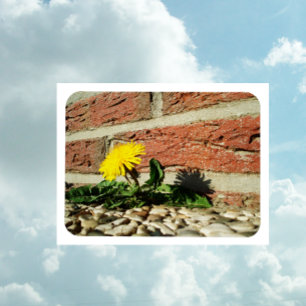 Magnet Flexible Aimant de pissenlit déterminé