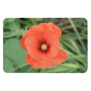 Magnet Flexible Aimant de première qualité Fleur de pavot sauvage