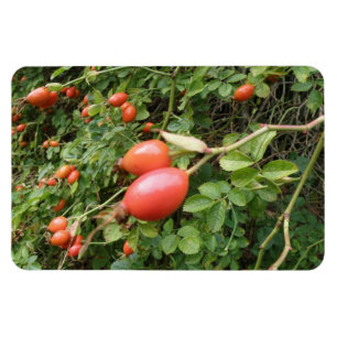 Magnet Flexible Aimant de qualité supérieure pour les lèvres rouge