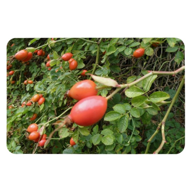 Magnet Flexible Aimant de qualité supérieure pour les lèvres rouge (Horizontal)
