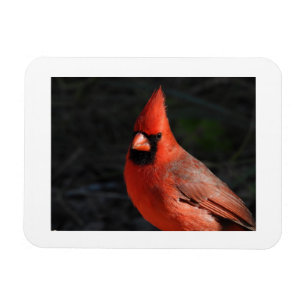 Magnet Flexible Aimant de réfrigérateur avec photo de Cardinal rou