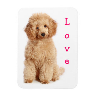 Magnet Flexible Aimant de réfrigérateur Chien Poodle Abricot Amour