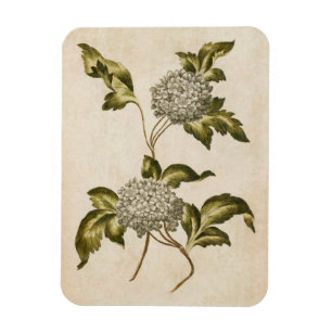 Magnet Flexible Aimant de Rose vintage de Guelder Floral Botanique
