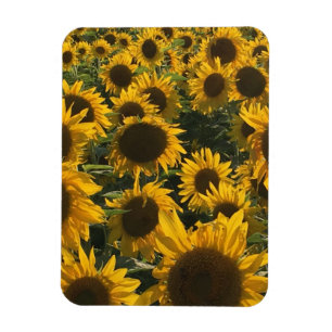 Magnet Flexible aimant de tournesol