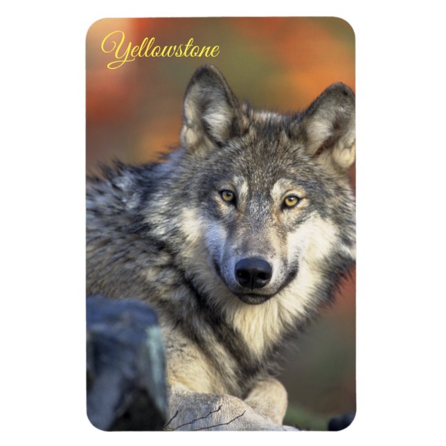 Magnet Flexible Aimant de Yellowstone Loup (Vertical)