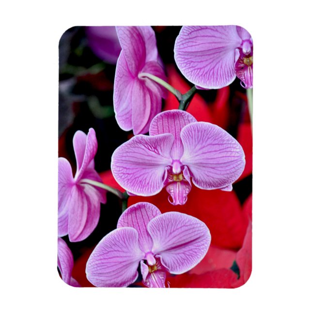 Magnet Flexible Aimant d'impression d'orchidées de teigne rose (Vertical)