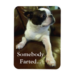 Magnet Flexible Aimant drôle de péter Boston Terrier